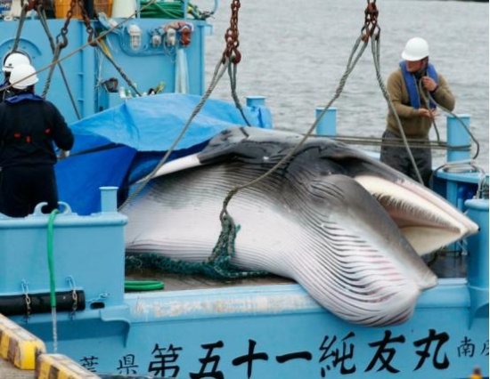 一切都说得通了！日本人不顾警告捕杀<em>鲸鱼</em>，可<em>不是</em>为了解馋
