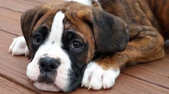 百科 | 德国拳师犬，喜欢撒娇的晚熟<em>猛犬</em>