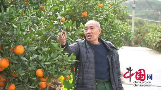 汉源2.4万亩黄果柑喜获丰收，甜蜜上市！