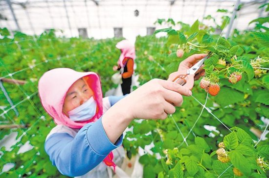 贺兰欣荣村红树莓种植基地红树莓<em>年产值</em>达600万元