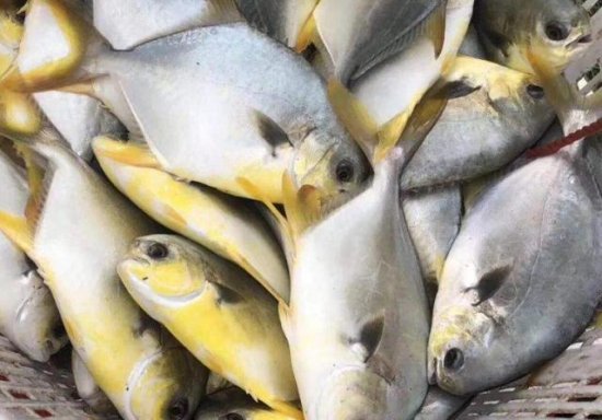 网评最好吃的“5种鱼”，鱼贩偷偷留着自己吃，识货的看到抢着买
