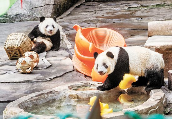 重庆动物园<em>龙凤胎</em>大熊猫被认养