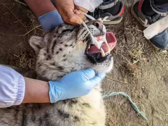 雪豹“串门”受伤被救 戴卫星项圈回归自然