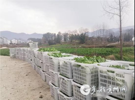 贵州思南：产业调整见成效 坝区蔬菜喜丰收