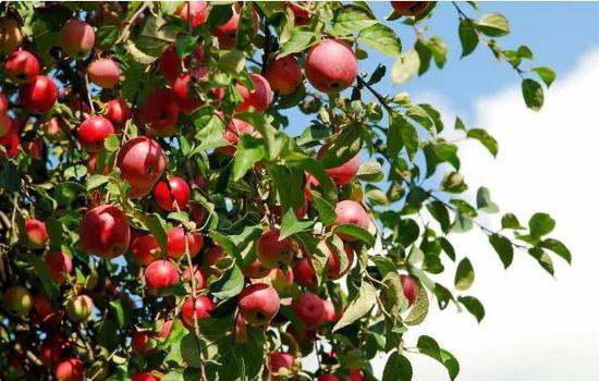 古代的苹果不叫“苹果”？古人取了<em>个唯美的名字</em>，日本沿用至今
