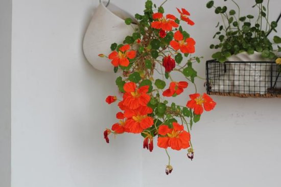 几种<em>适合</em>上墙的花卉，想拥有一面生机勃勃的墙就养它们！