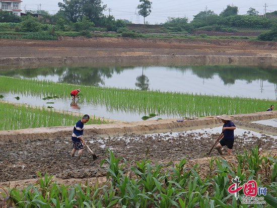 自贡市沿滩镇闲置鱼塘变身良田 助力农民增收