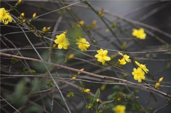迎春、云南黄馨、金钟……这些可以玩"连连看“的小黄花