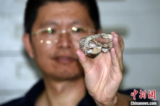 中国首次发现2.55亿年前<em>真钱</em>伯兽化石 它真能毒杀猎物吗？
