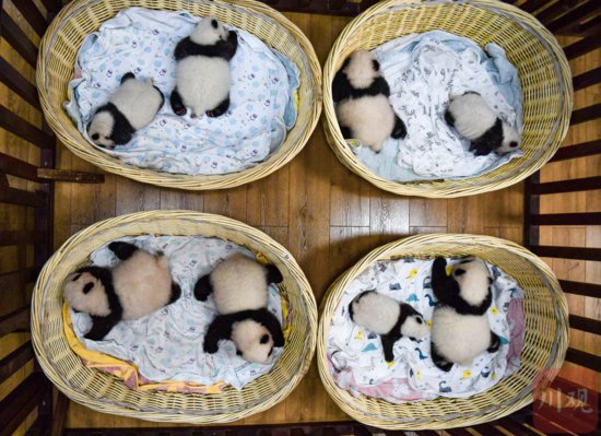 萌翻了！<em>今年出生</em>8只熊猫幼崽首次同框留影