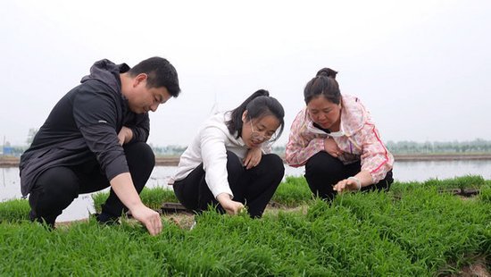 <em>信阳</em>固始：“一种两收”再生稻开始大田移栽 种植面积达22万亩
