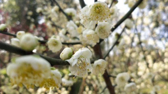 相约安徽·向春而行｜追一场梅的花事，与肥西的春天说：嗨......