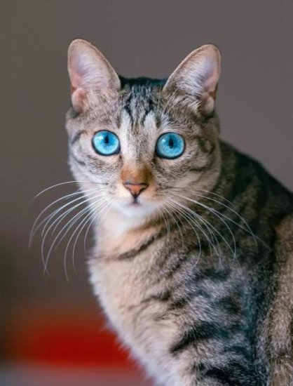 女子救了一只狸花<em>小猫</em>，3个月后发现古怪，它的眼睛怎么是蓝色的