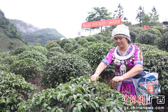 广西平乐县乡村采茶节促成农产品签约1750万元