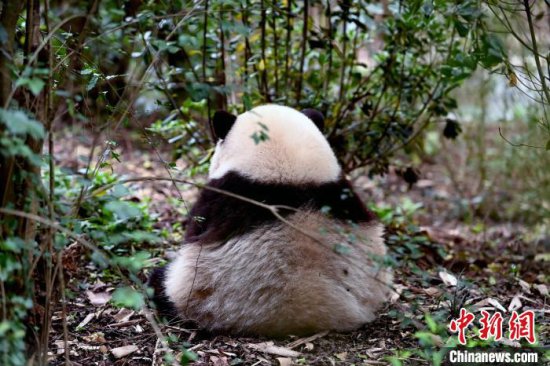从“国宝”到“顶流” “大熊猫热”背后的绿色中国