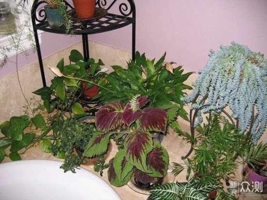 增加室内植物湿度的9种绝佳方法