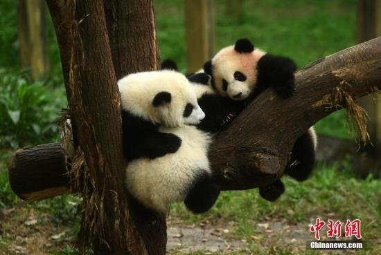 去中国看熊猫！熊猫主题敞篷车队开启环澳之旅