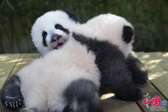 “欢黎黎”和“圆嘟嘟” 中国成都旅法新生大熊猫<em>双胞胎名字</em>揭晓