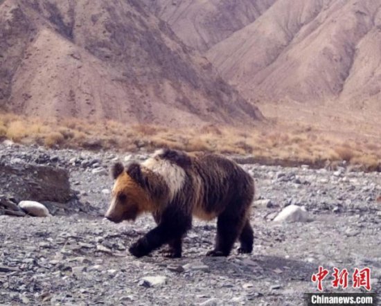 <em>新疆罗布泊</em>野骆驼国家级自然保护区首次拍摄到棕熊珍贵影像