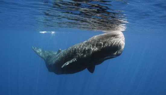 最大<em>的鲸鱼</em>尸体被发现，体重77吨，如此庞大是<em>什么</em>生物杀了它？