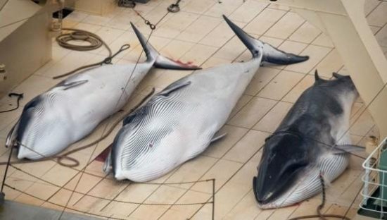 为何日本坚持捕杀<em>鲸鱼</em>，真的那么好吃？背后果然有不可告人的...