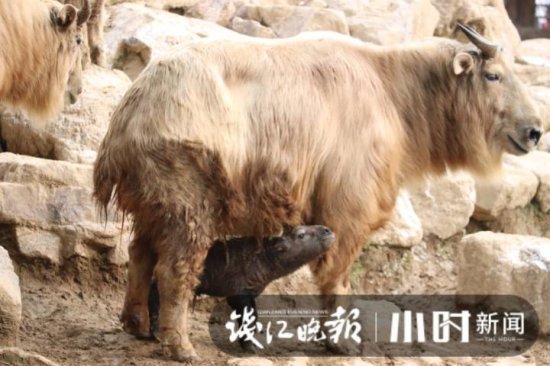 杭州野生动物世界迎来牛年第一只国宝动物——金毛羚牛，快来<em>给</em>...