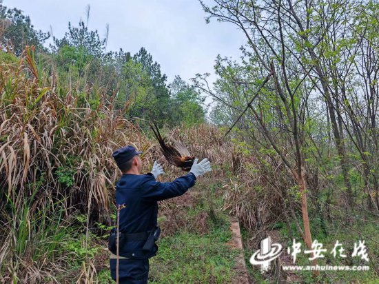 安徽金寨：国家一级保护动物白冠长尾雉误入城区 警民携手救助