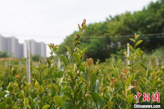 广西特色林业经济发展迅速 优质油茶种苗供不应求