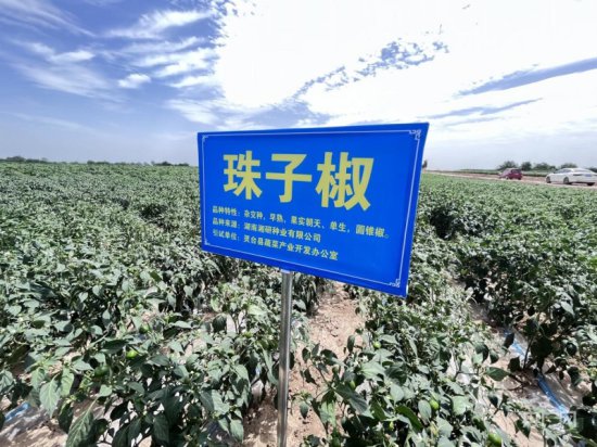 甘肃灵台：千亩辣椒长势旺 产业发展有奔头
