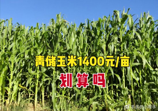 青储<em>小麦</em>大结局，青储玉米又来了！每亩1400元，种植户能卖吗？