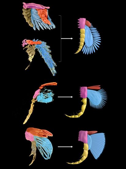 “透视眼”揭示节肢<em>动物演化</em>复杂性