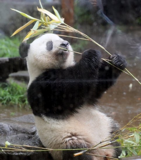 东京上野动物园大熊猫“香香”归还中国日期再延半年，是自2019...