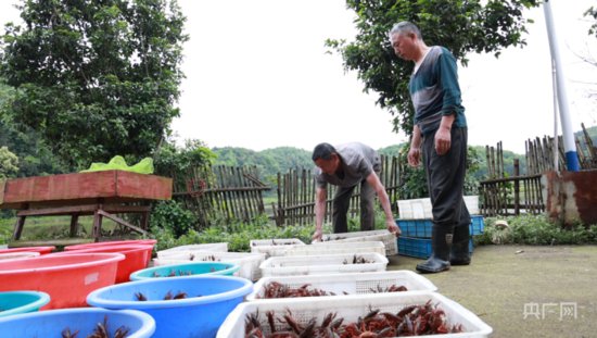“龙虾季”悄然而至 湖南永州小龙虾抢“鲜”上市