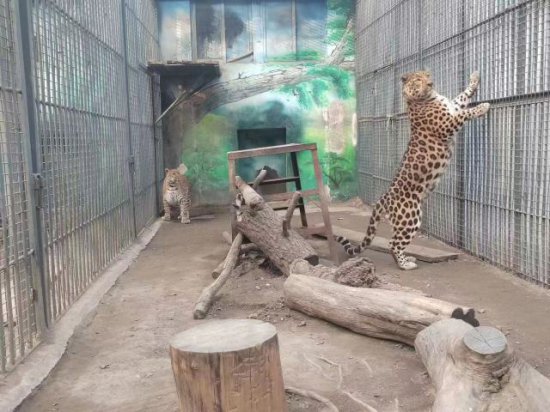 动物也浪漫~济南动物园的豹子“结婚”了