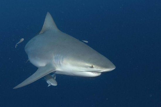 地球上10大最厉害的鲨鱼，<em>虎鲨和大白鲨</em>领衔，你都认识吗？