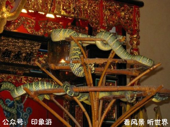马来西亚的“<em>蛇</em>庙”：<em>到处都是蛇</em>，游客还络绎不绝