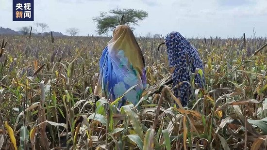 <em>联合国</em>报告：苏丹面临全球最大规模的饥饿危机