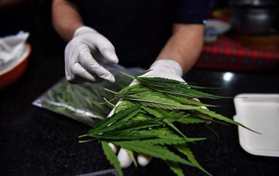 奇葩！台陆军营区附近农田种14.5亩大麻 4200余株毒品遭查扣