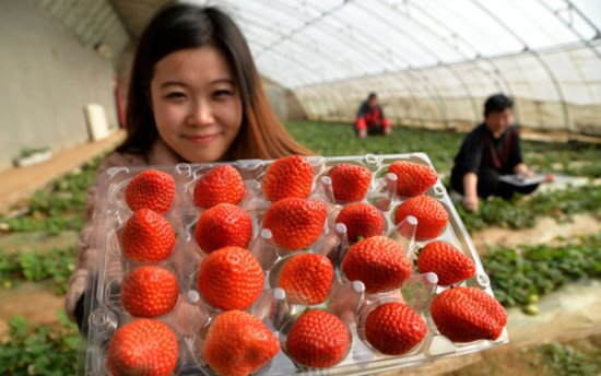 过年吃<em>草莓</em>要留心，这4种千万别买！果农：难吃，费钱，容易致病