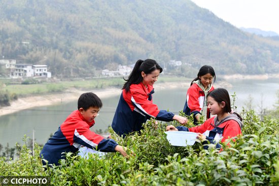湖北咸宁：学生采茶助农忙