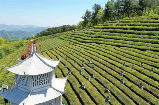 湖北保康：“小茶叶”长成“大产业”