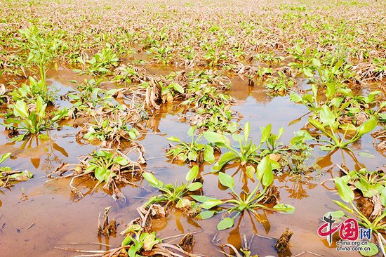 自贡市贡井区：稻药轮作模式助力泽泻丰收 促进农民增收