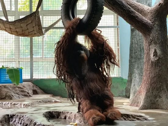 上海动物园45岁猩猩“森泰”离世，是<em>目前国内</em>动物园最年长猩猩