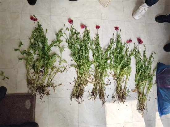 违法！杭州有人在楼顶种了51棵罂粟