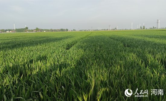 河南：小麦长得壮 肥要“跟得上”