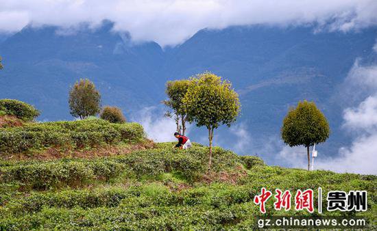 贵州道真：春茶开采