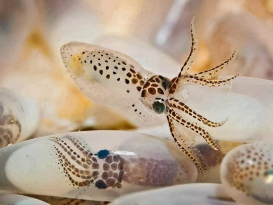 最新：科学家认为章鱼等头足类动物起源于外太空，为什么这么说...