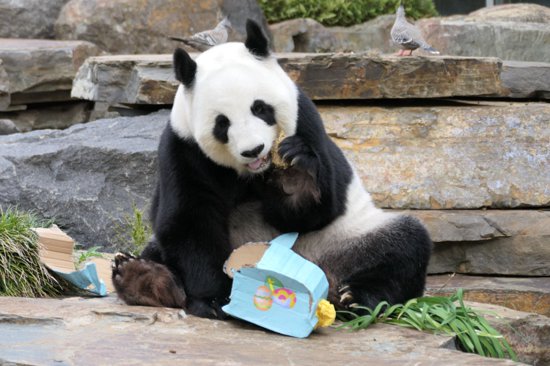 南半球的大熊猫过得<em>怎么样</em>？