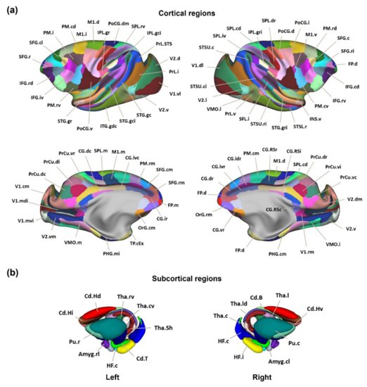 中国科学院自动化所绘制出全新猕猴脑网络组图谱