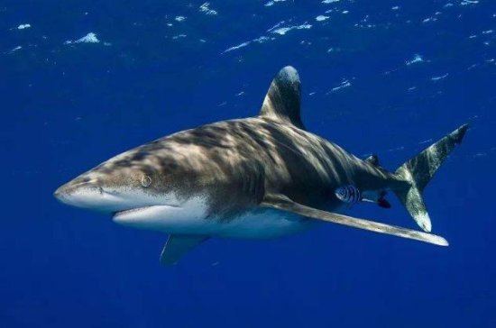 地球上10大最厉害的鲨鱼，<em>虎鲨</em>和<em>大白鲨</em>领衔，你都认识吗？